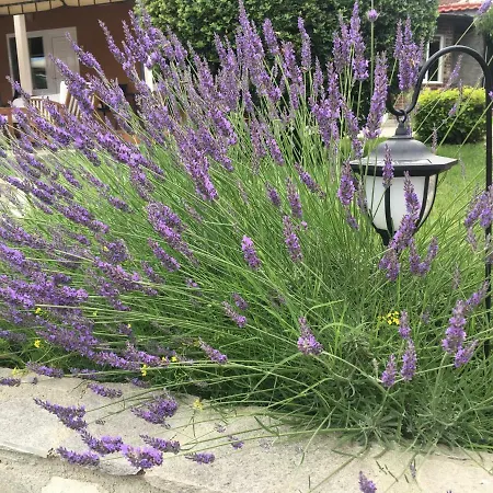 ホリデーパーク Anchor シネモレツ